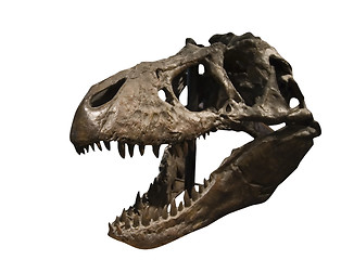 Image showing Tyrannosaurus Rex Skull