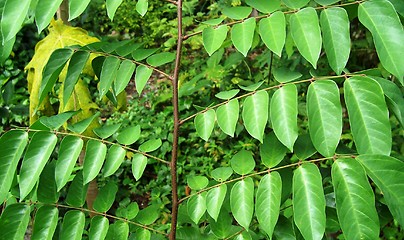 Image showing green leaves tree