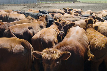 Image showing Feeding Bunks