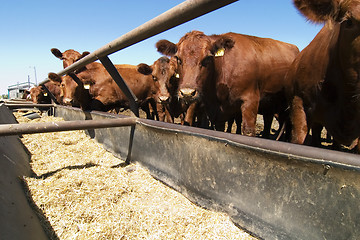 Image showing Feeding Bunks