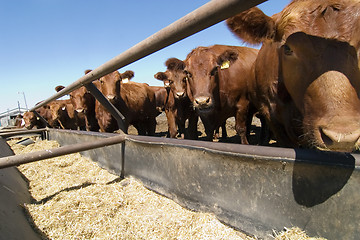 Image showing Feeding Bunks