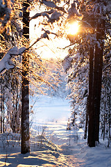 Image showing winter forest