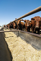 Image showing Feeding Bunks