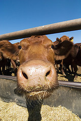 Image showing Feeding Bunks