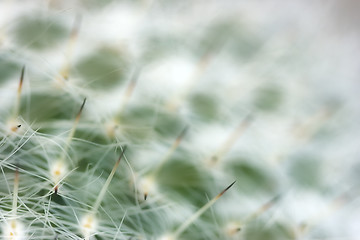 Image showing Cactus close up