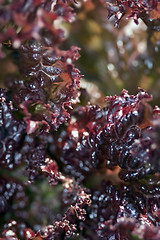 Image showing Leaves of red salad