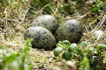 Image showing Eggs in a nest