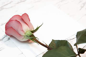 Image showing Red rose and the letter