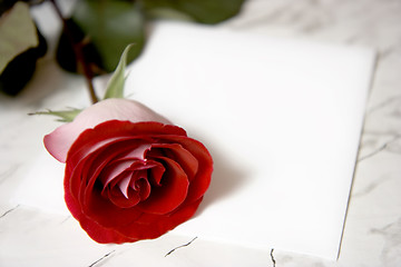 Image showing Red rose