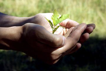 Image showing Small tree in hands