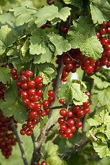 Image showing Bush with berries of a red currant
