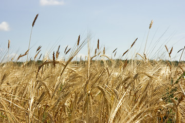 Image showing Yellow cereal field