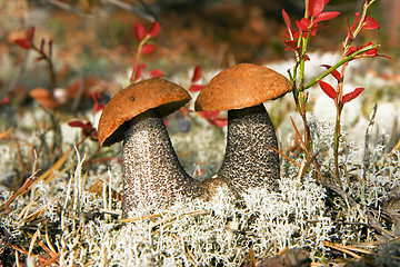 Image showing Aspen mushrooms in wood