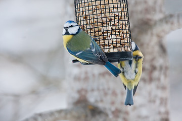 Image showing Blue tits