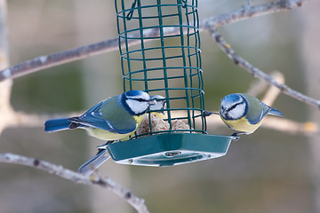 Image showing Feeding blue tits