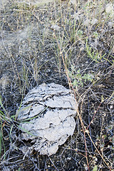 Image showing cow pie