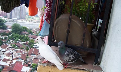 Image showing two pigeon dating at high place