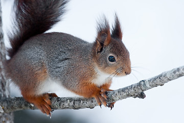 Image showing Red squirrel