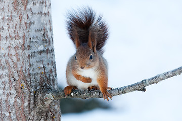 Image showing Red squirrel