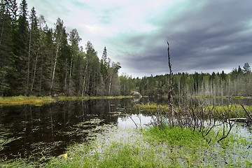 Image showing Forest Marsh