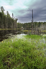 Image showing Forest Marsh