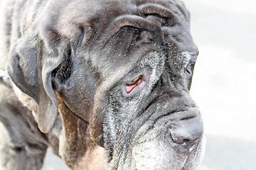 Image showing english mastiff dog