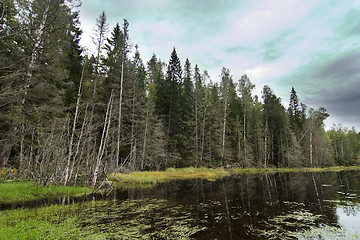 Image showing Forest Marsh