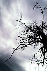 Image showing Dead Tree