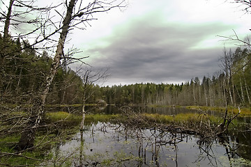 Image showing Marsh