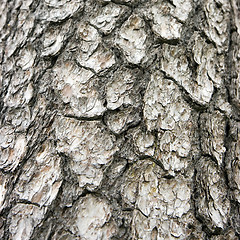 Image showing Tree bark