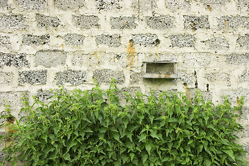 Image showing Wall and nettle