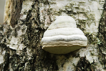 Image showing Tree Fungus