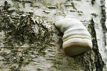 Image showing Tree Fungus