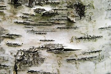 Image showing Poplar Texture