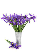 Image showing Iris Flower Beauty