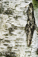 Image showing Poplar Texture