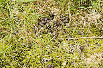 Image showing Deer Poop