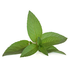 Image showing Peppermint Herb