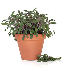 Image showing Sage Herb Plant