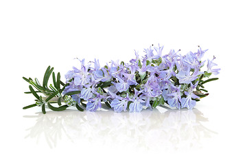 Image showing Rosemary Herb Flower