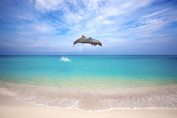 Image showing Dolphins jumping