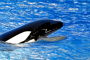 Image showing Killer whale