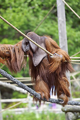 Image showing Orangutan