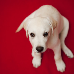 Image showing Labrador puppy