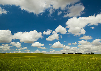 Image showing Green meadow