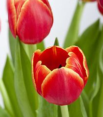 Image showing Orange Tulips