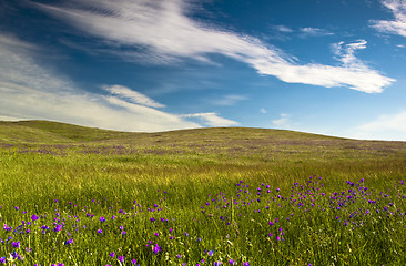 Image showing Green meadow