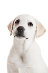 Image showing Labrador puppy