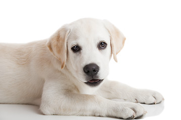 Image showing Labrador puppy