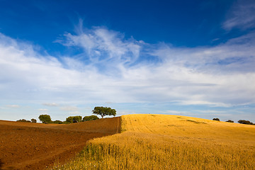 Image showing Yellow wheat field